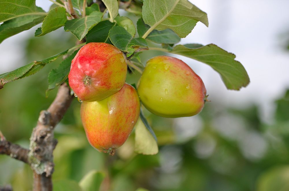 Closeup on red apples hanging in tree. Free public domain CC0 photo.