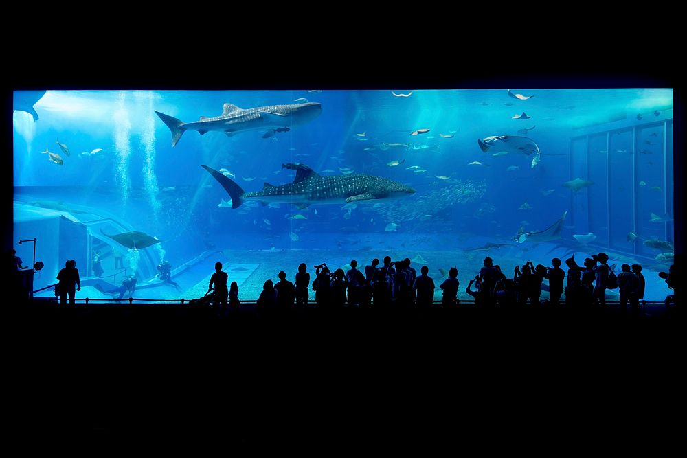 People taking pictures of sharks. Free public domain CC0 photo.