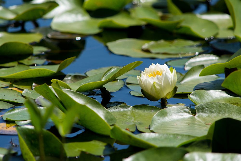 White water lily background. Free public domain CC0 image.