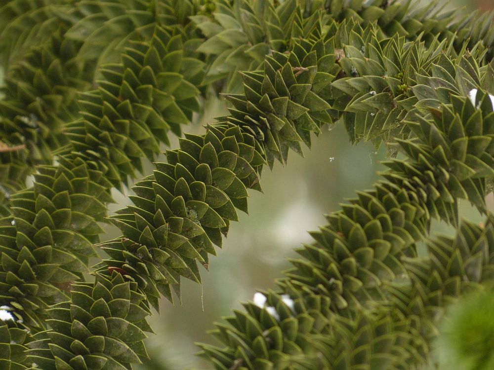 Aesthetic leaf, nature background. Free public domain CC0 photo.