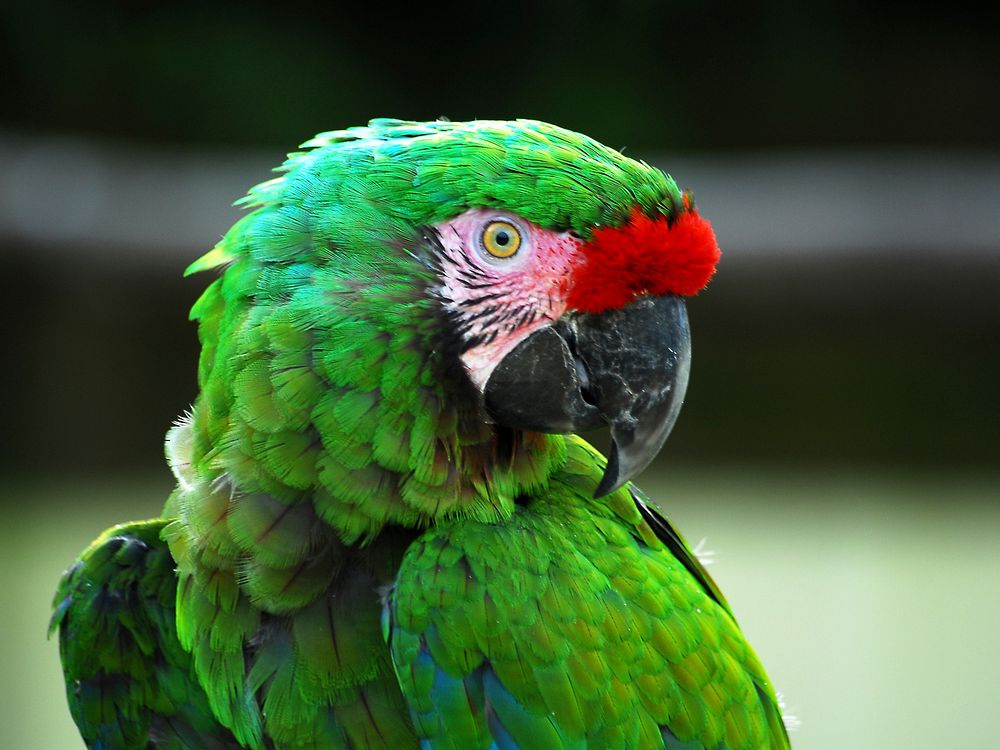 Green macaw parrot photo. Free public domain CC0 image.