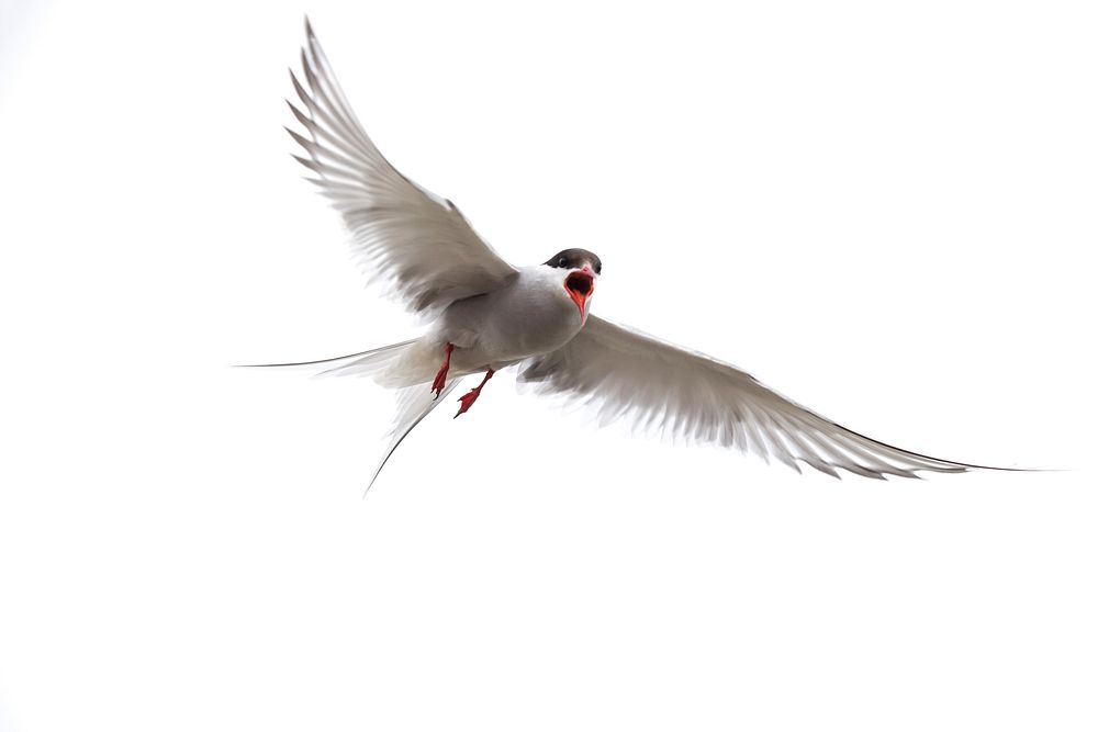 Arctic tern flying close up. Free public domain CC0 photo.