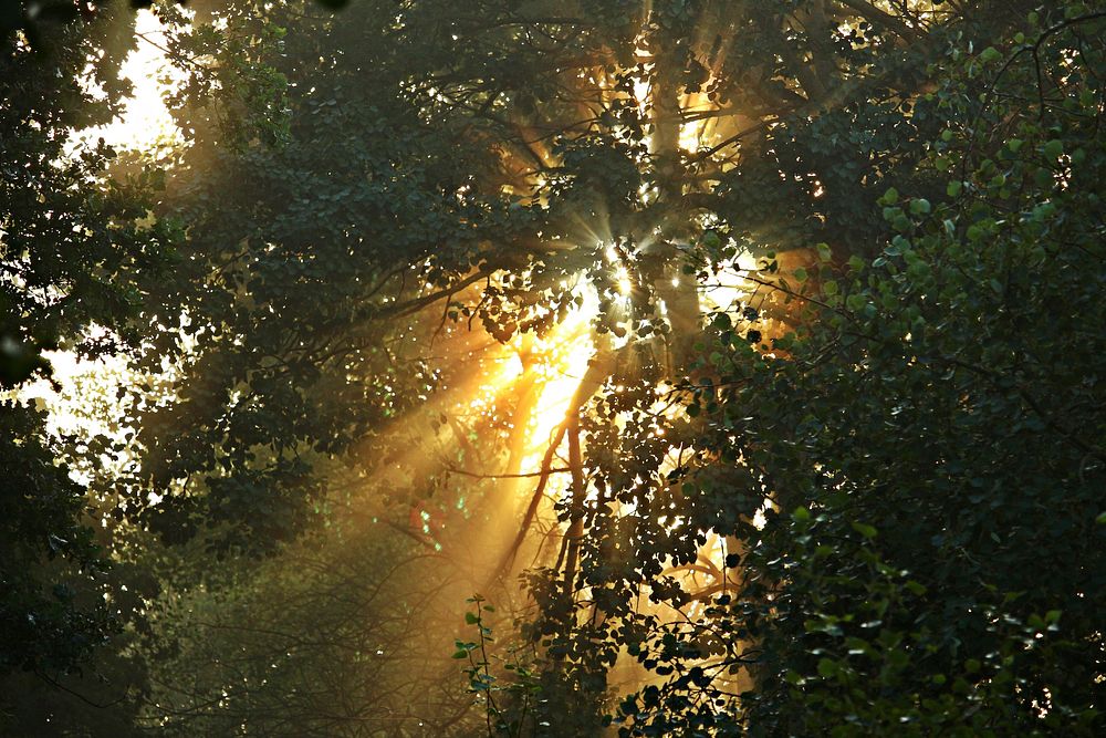 Beautiful Autumn forest background. Free public domain CC0 photo.