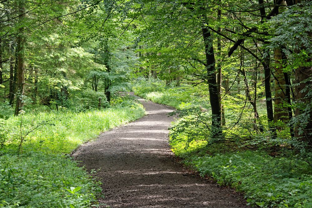 Aesthetic forest, nature background. Free public domain CC0 photo.