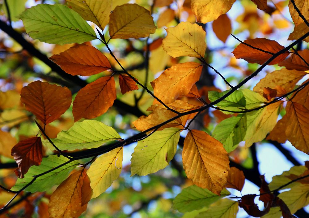 Autumn leaf aesthetic background. Free public domain CC0 photo.