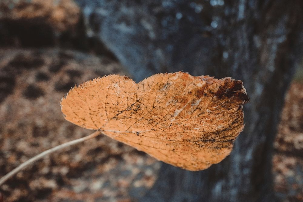 Autumn leaf aesthetic background. Free public domain CC0 photo.