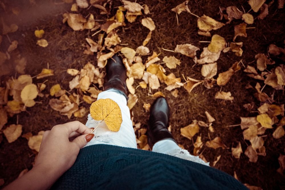 Yellow leaves in autumn. Free public domain CC0 photo.