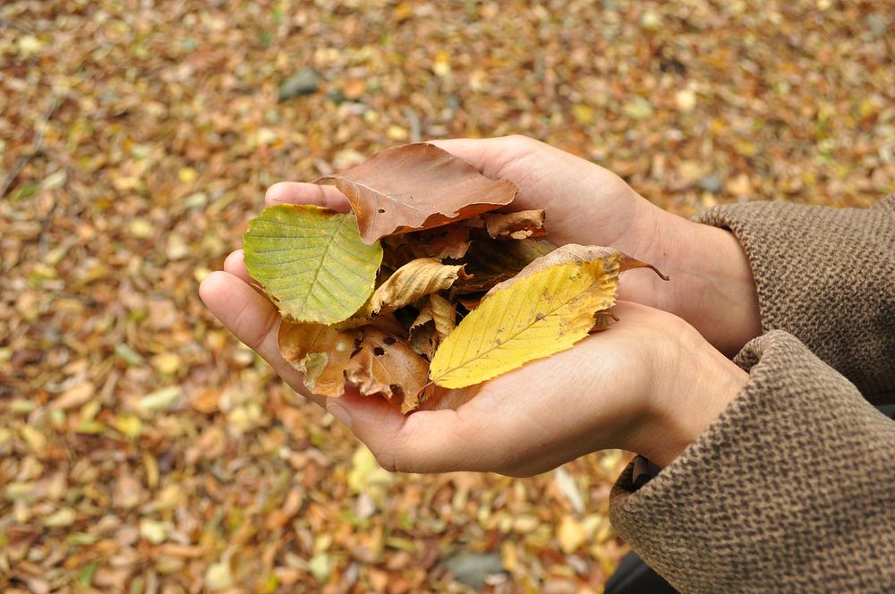 Autumn leaves, nature image. Free public domain CC0 photo.