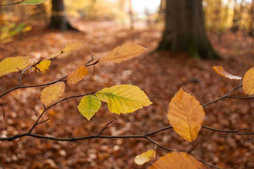 Autumn leaf aesthetic background. Free public domain CC0 photo.