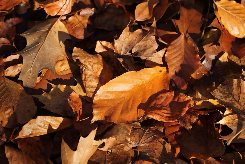 Autumn leaf aesthetic background. Free public domain CC0 photo.