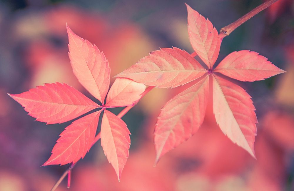 Aesthetic autumn leaf background. Free public domain CC0 image.