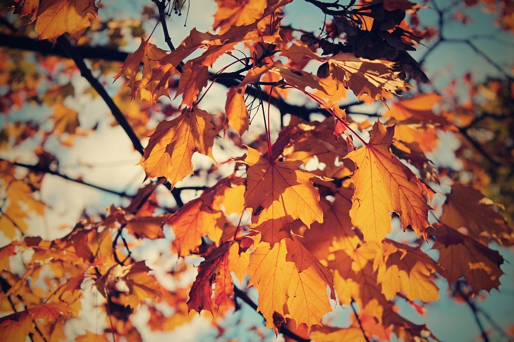 Maple leaf, Autumn seasonal background. Free public domain CC0 photo.