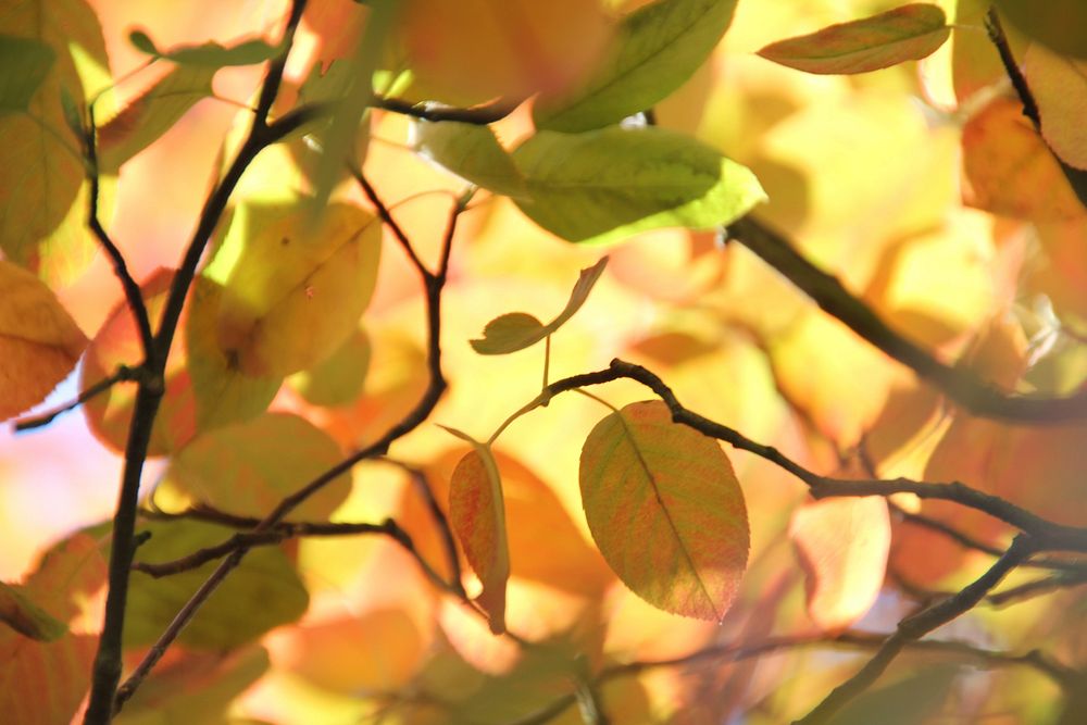 Autumn tree, nature background. Free public domain CC0 photo.