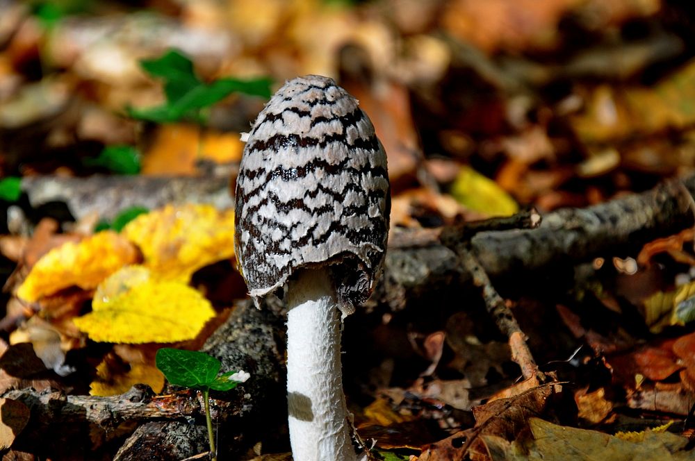 Brown mushroom with thin stem. Free public domain CC0 image.