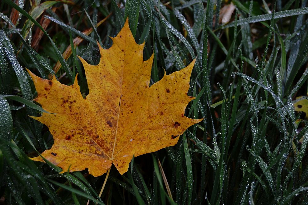 Maple leaf, Autumn seasonal background. Free public domain CC0 photo.