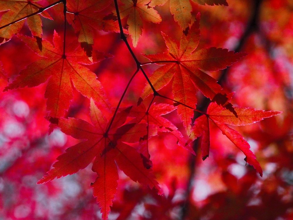 Red autumn leaves in Japan, background photo. Free public domain CC0 image.