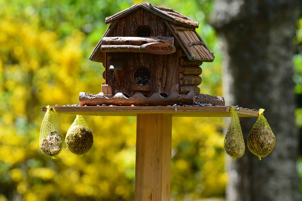 Cute bird house and feeder. Free public domain CC0 photo.
