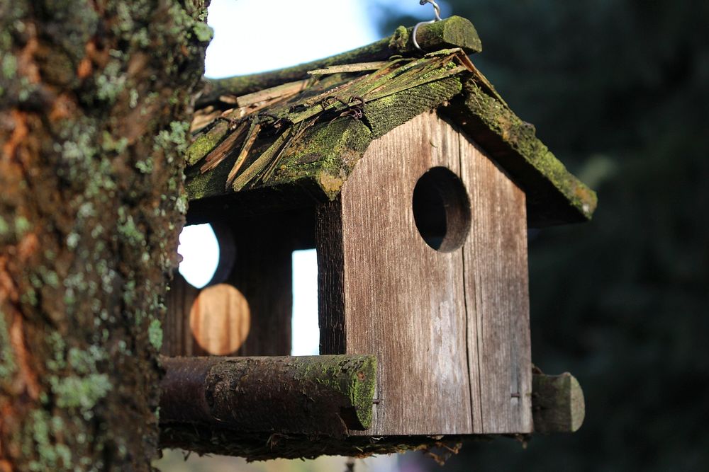 Bird house. Free public domain CC0 photo.
