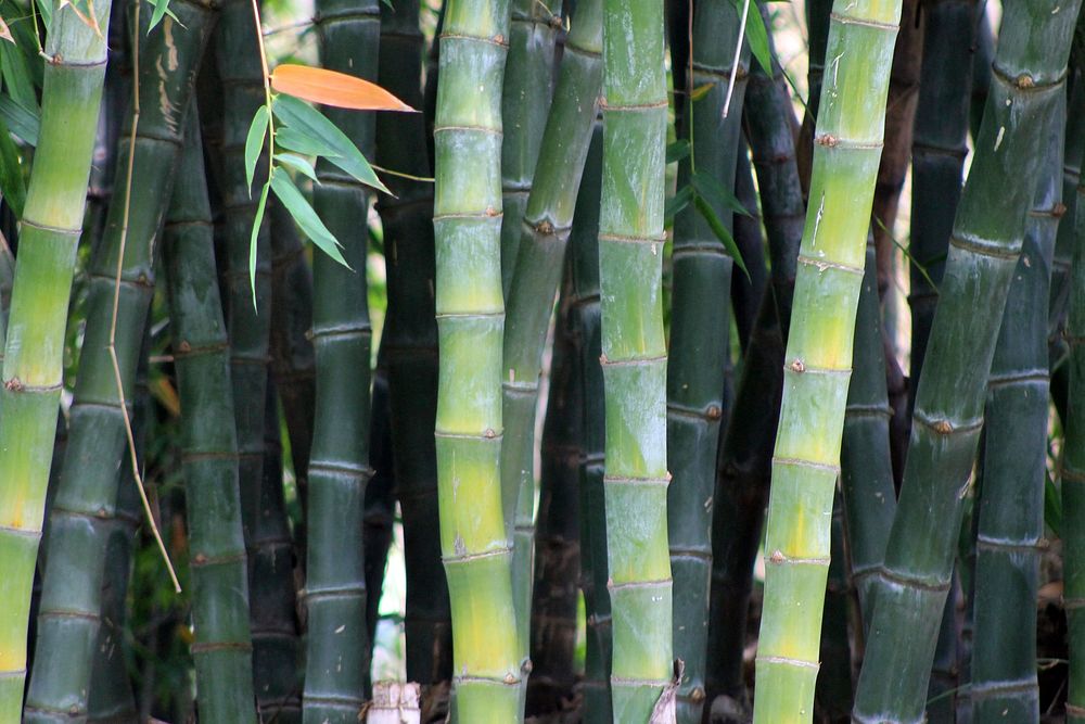 Bamboo tree. Free public domain CC0 photo
