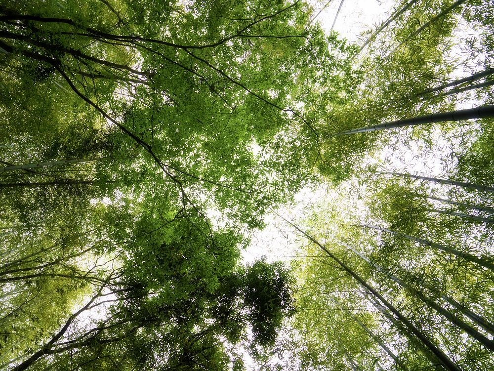 Japanese bamboo forest, background photo. Free public domain CC0 image.