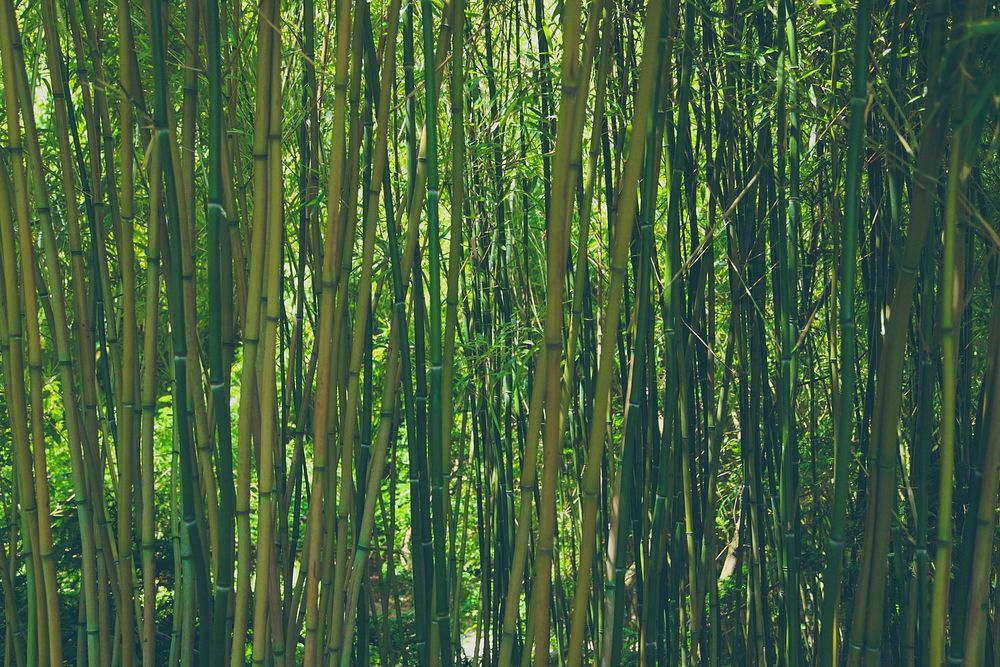 Japanese bamboo forest, background photo. Free public domain CC0 image.