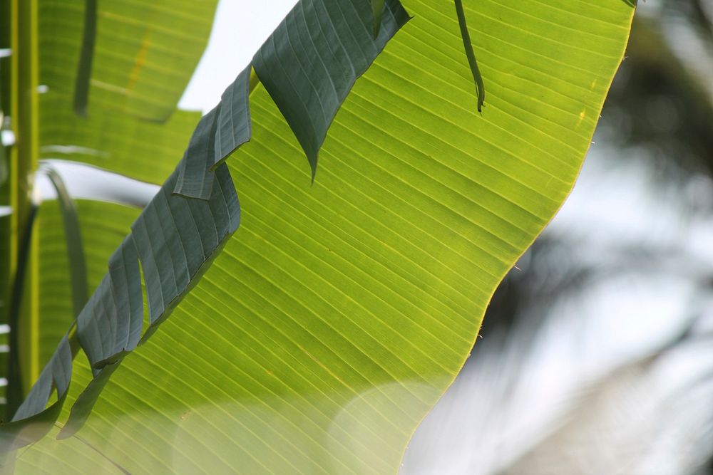 Leaf texture, nature background. Free public domain CC0 photo.