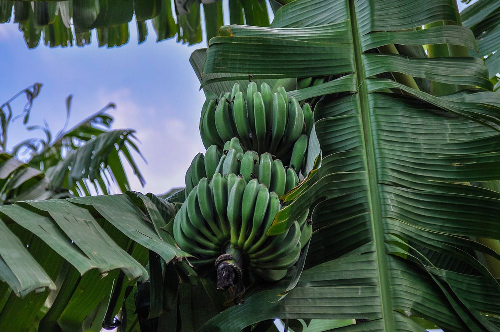 Fresh green bananas on tree. Free public domain CC0 image. 