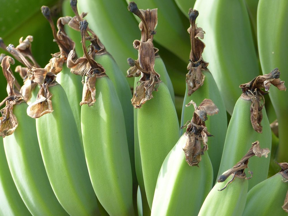 Closeup on raw green bananas on tree. Free public domain CC0 photo.