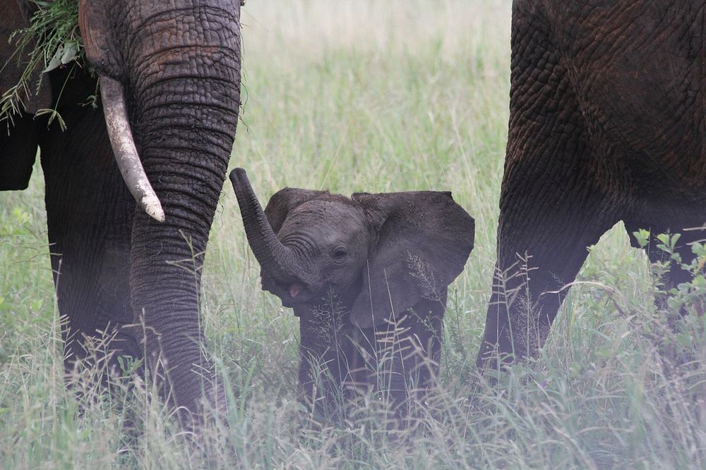 Matriarch & baby elephant. Free public domain CC0 photo.