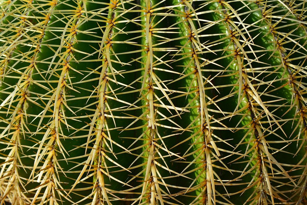 Golden barrel cactus background. Free public domain CC0 photo.