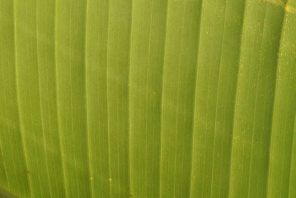 Green leaf texture background. Free public domain CC0 photo.