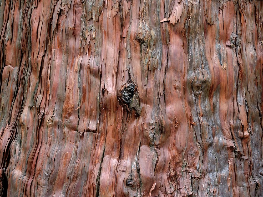 Wood texture background. Free public domain CC0 photo.