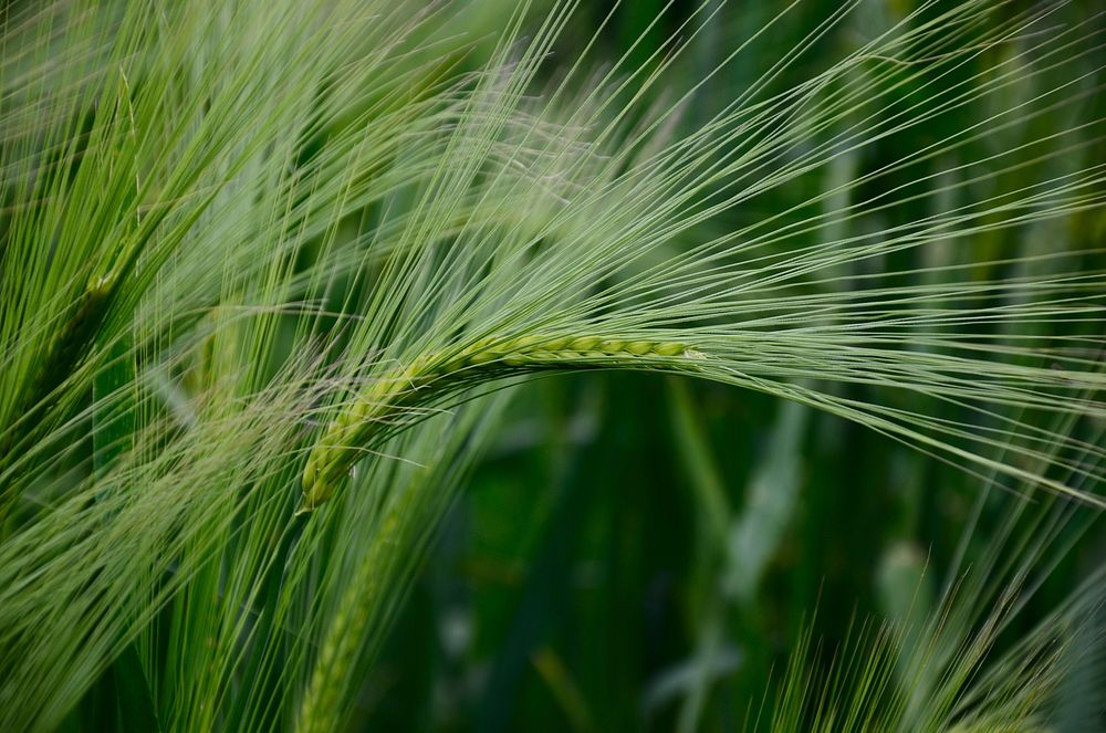 Green wheat. Free public domain CC0 photo.