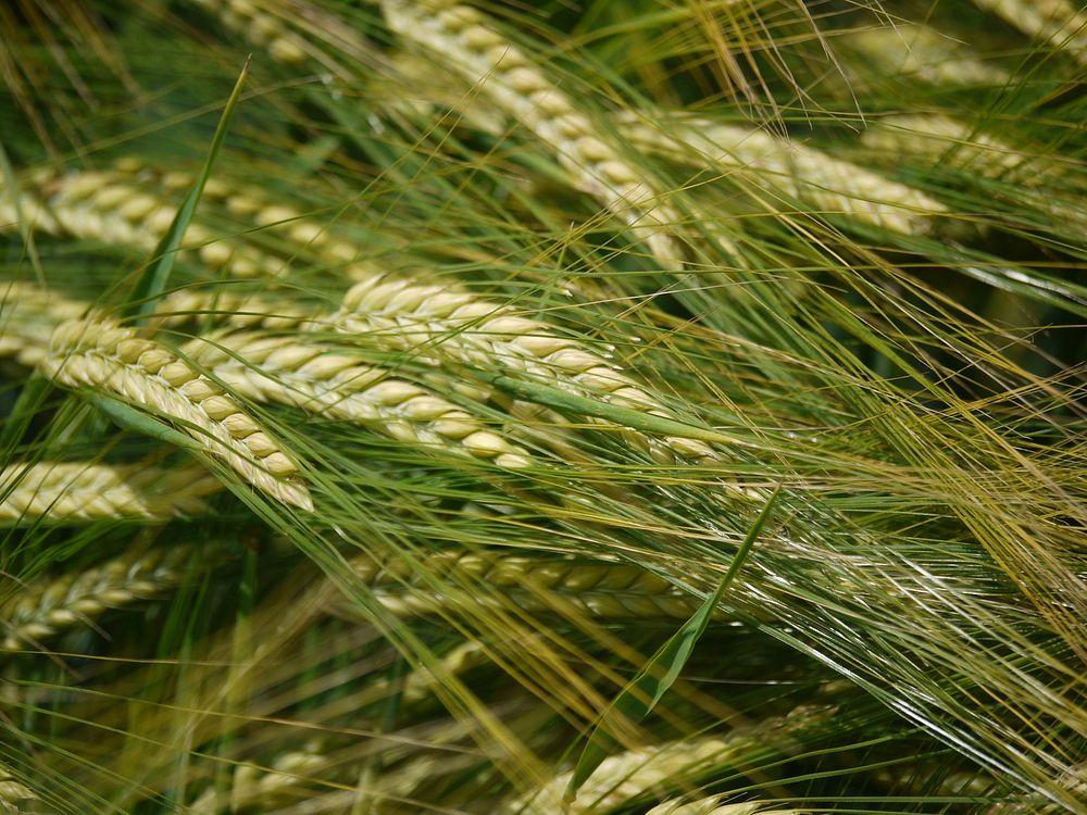 Barley field, agricultural farm. Free public domain CC0 photo.