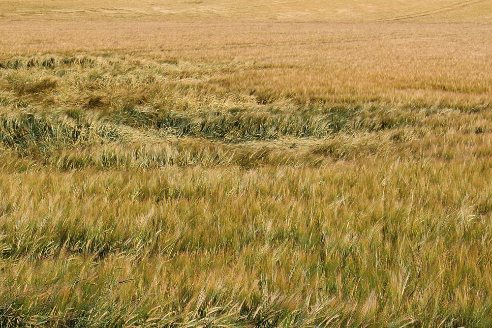 Barley field, agricultural farm. Free public domain CC0 photo.