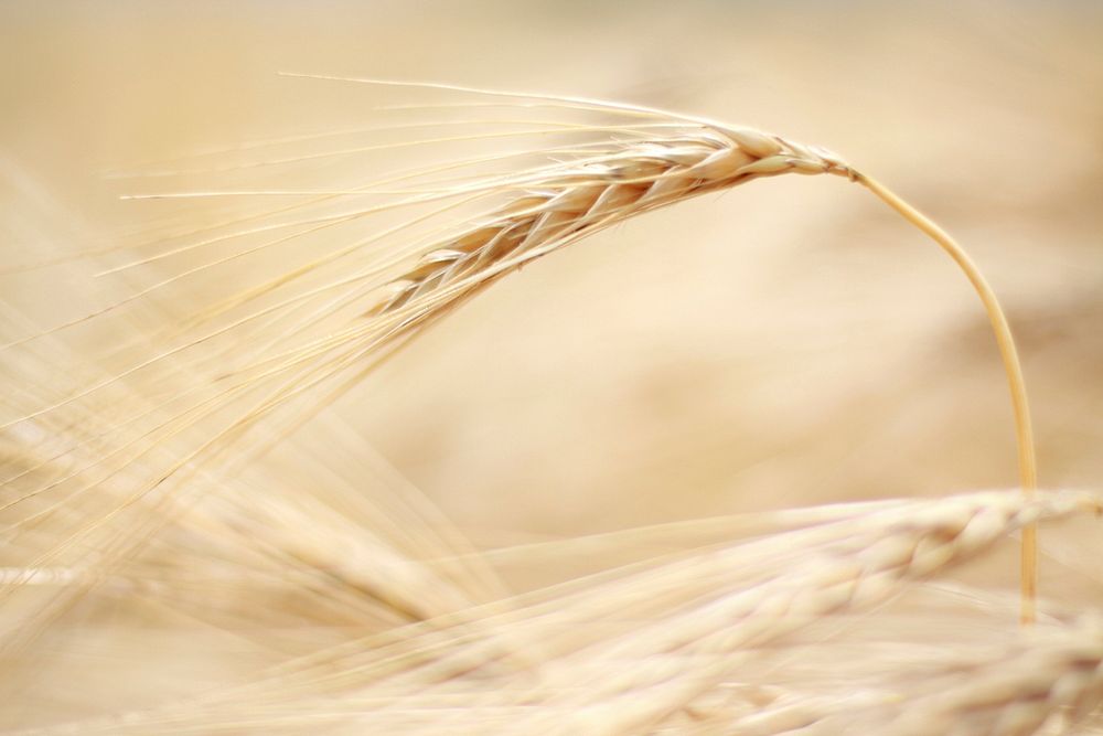 Wheat plant closeup. Free public domain CC0 photo.
