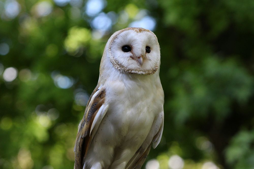 Barn owl standing close up. Free public domain CC0 image.