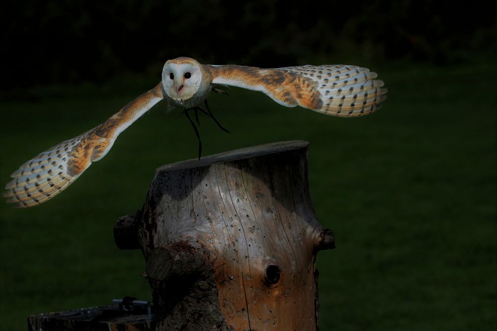 Barn owl flying close up. Free public domain CC0 image.