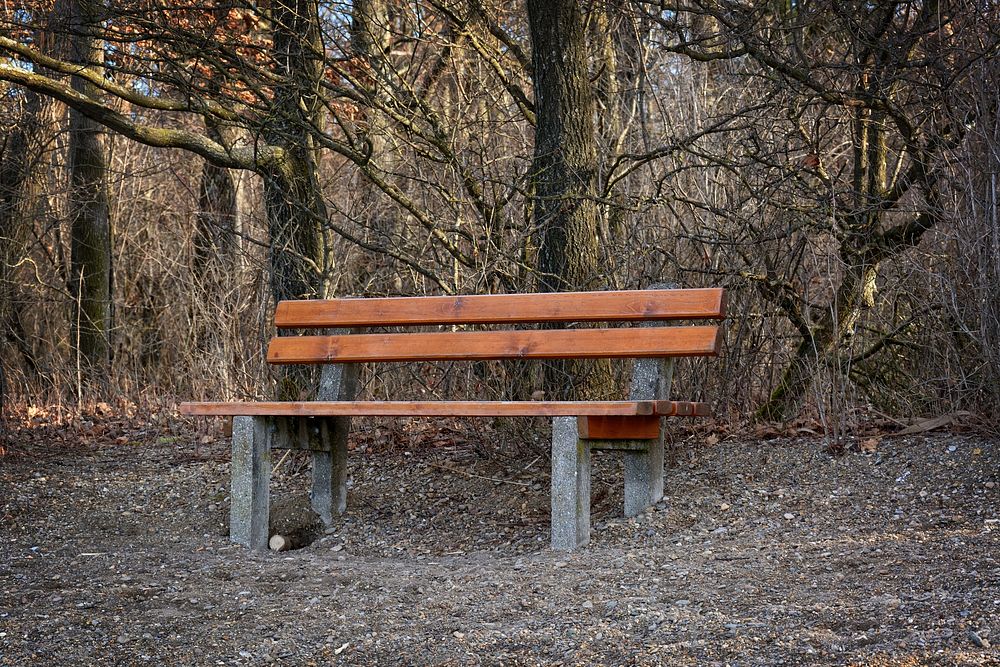 Wooden bench in a dry forest. Free public domain CC0 photo.