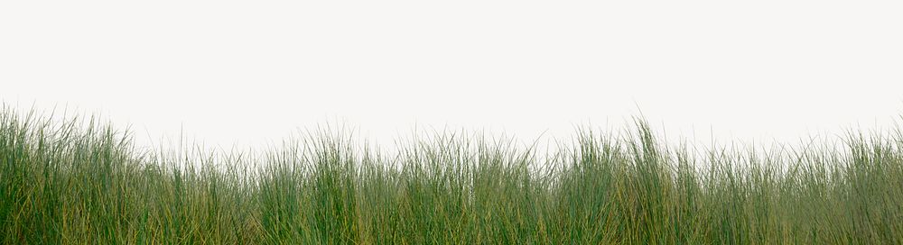 Grass border, green meadow, nature collage element design psd
