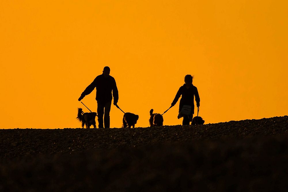 Silhouette of people walking with dogs. Free public domain CC0 photo