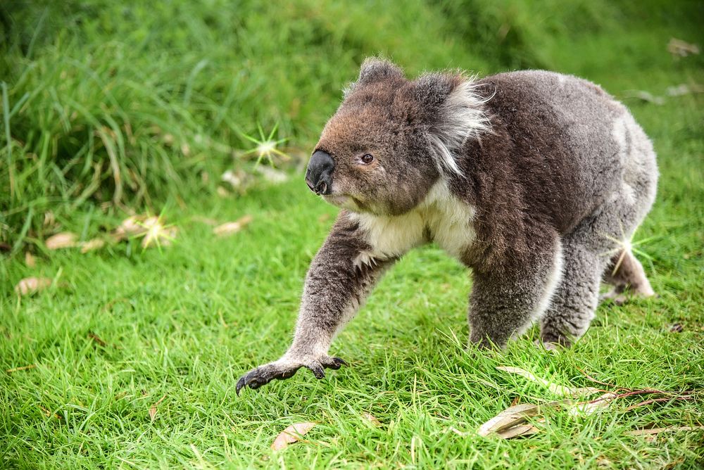 Cute koala bear, Australian animal. Free public domain CC0 photo.