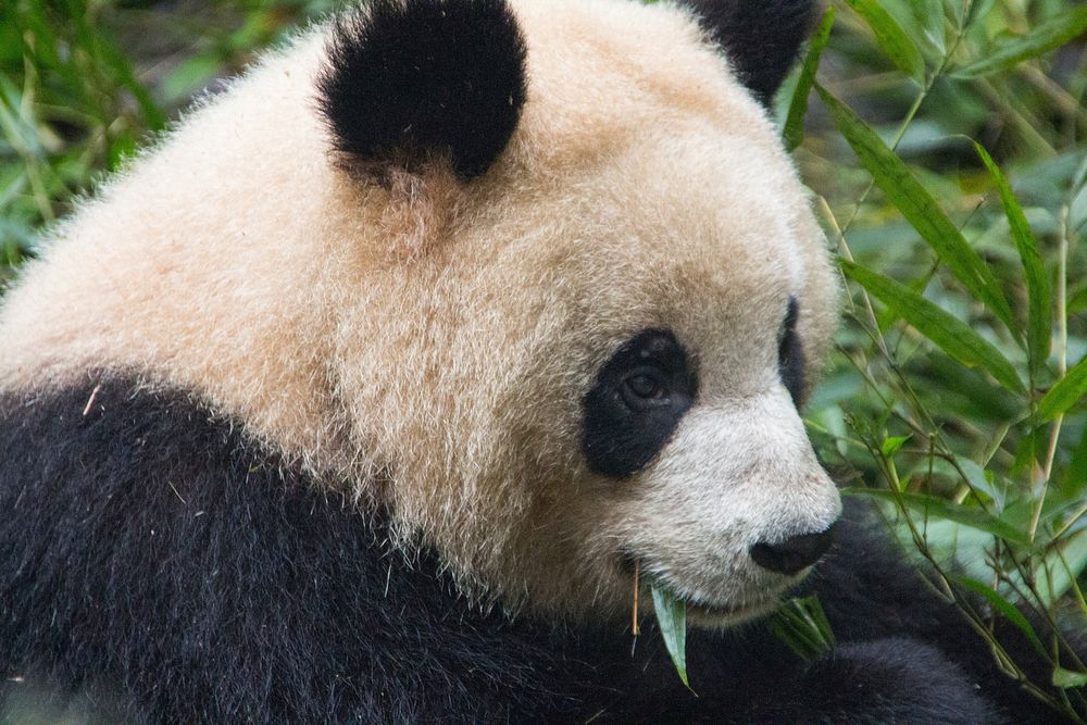 Panda bear, wildlife image. Free public domain CC0 photo.