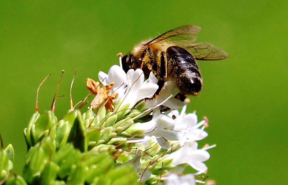 Bumblebee and white flower. Free public domain CC0 photo.