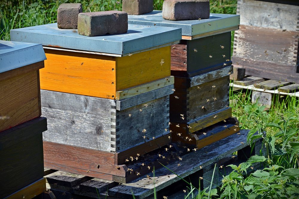 Wooden beehives. Free public domain CC0 photo