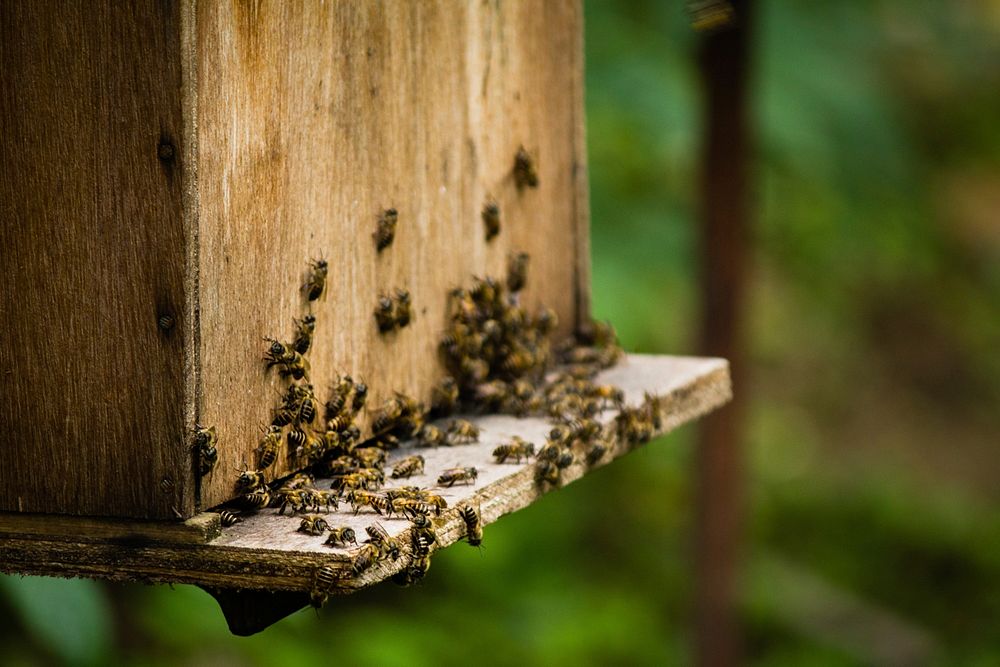 Bee on wood. Free public domain CC0 photo.