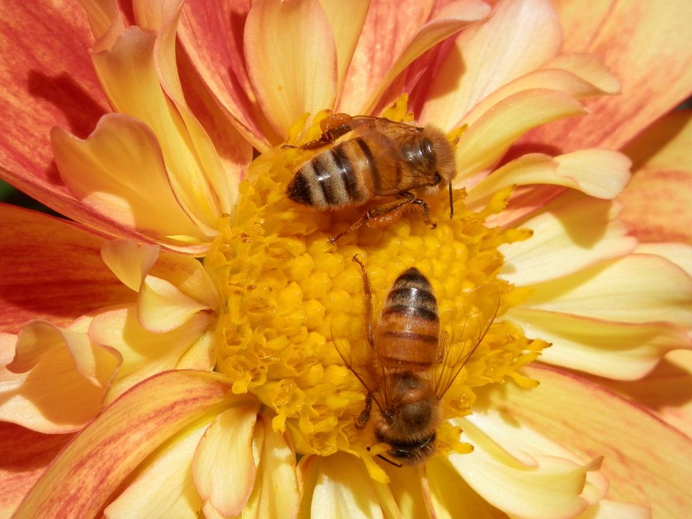 Bee and flower background. Free public domain CC0 photo.