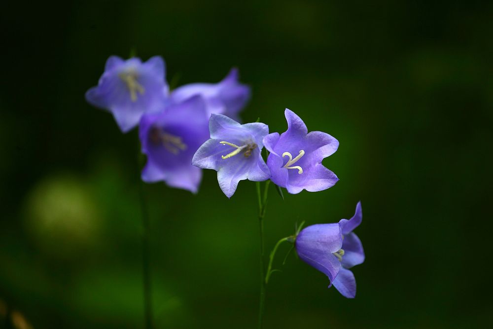 Purple flower. Free public domain CC0 photo.