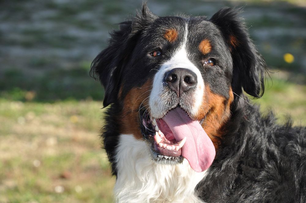 Bernese mountain dog. Free public domain CC0 photo.