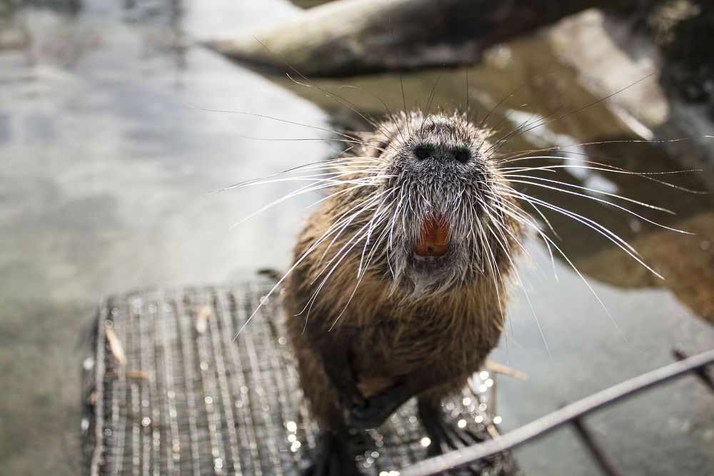 Cute capybara animal. Free public domain CC0 photo.